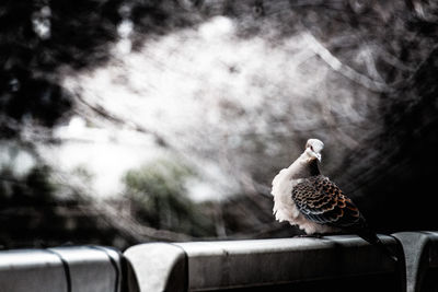 Oriental turtle dove perching on railing