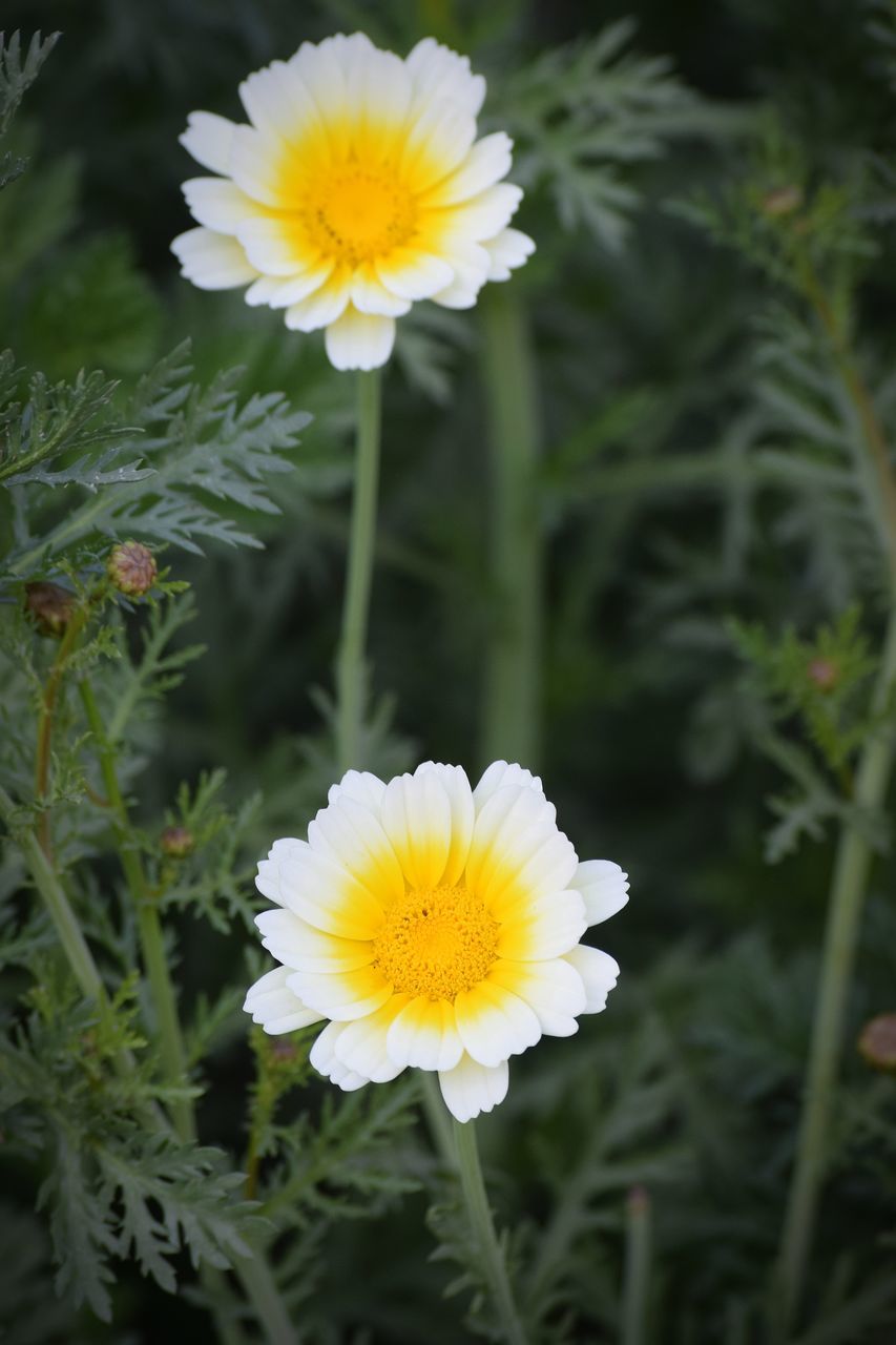 flower, flowering plant, plant, petal, beauty in nature, vulnerability, flower head, growth, fragility, inflorescence, freshness, yellow, close-up, nature, white color, focus on foreground, daisy, day, no people, outdoors, pollen, gazania