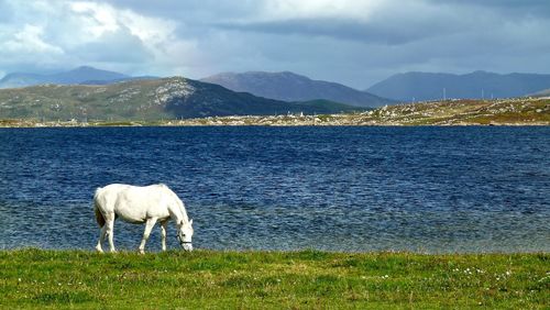 Side view of a horse grazing by the lake