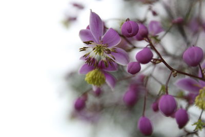 Close-up of pink flowering plant