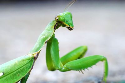 Close-up of mantis