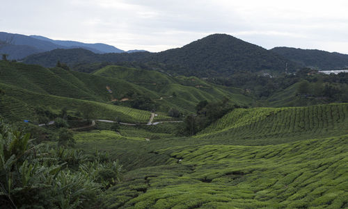 High angle view of green landscape against sky