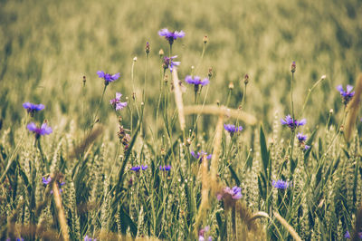 Close-up of purple flowering plants on field