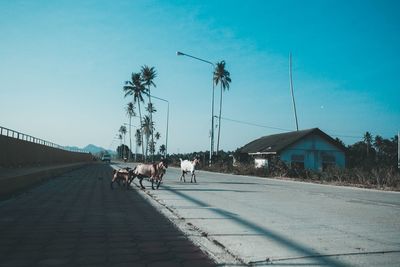 People on street against clear sky