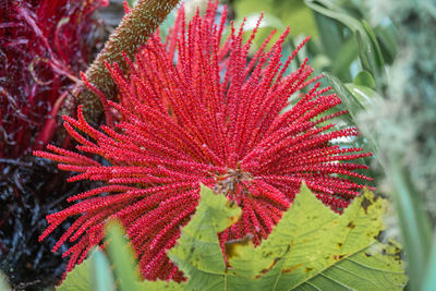 Close-up of red leaf on plant