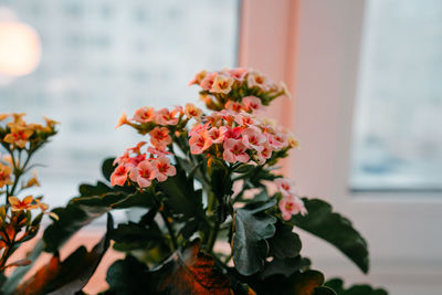 Close-up of flowers blooming outdoors