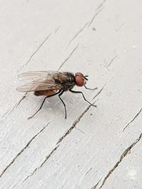 High angle view of fly on wall