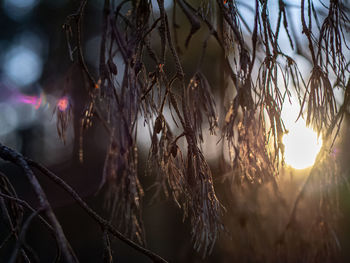 Close-up of dry plants against sky during sunset