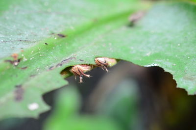 Close-up of leaf on wet leaves