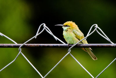 Close-up of bird perching on metal fence