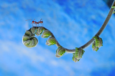 Low angle view of insect against sky