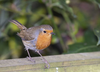 Close-up of bird perching on wood