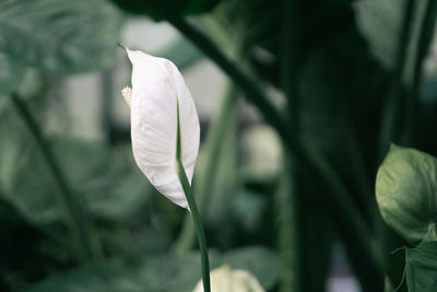 plant