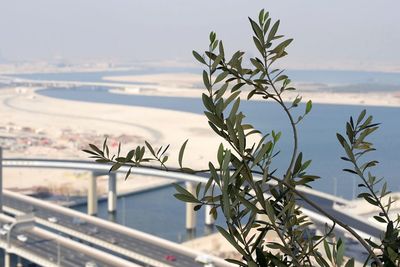 Close-up of plant against sea