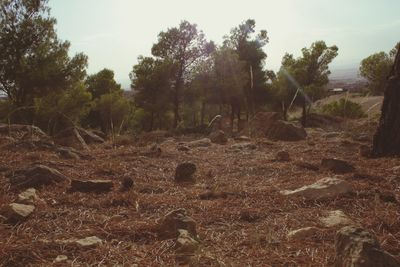 View of a forest