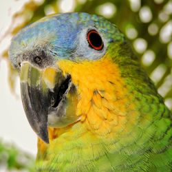 Close-up of parakeet