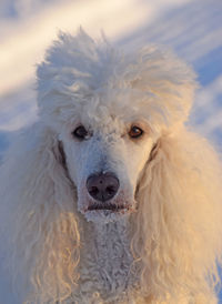 Close-up portrait of a dog