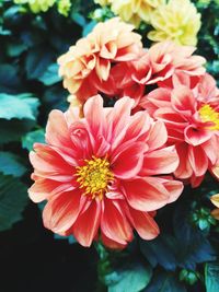 Close-up of pink dahlia flowers