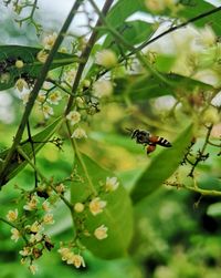 Close-up of bee pollinating flower