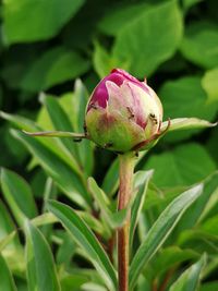 Close-up of pink flower bud growing on plant