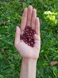 Close-up of hand holding kidney bean