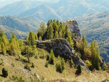 Pine trees in mountains