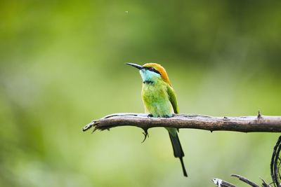 Close-up of bird perching on branch