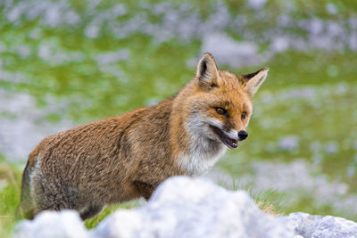 Fox standing in a field