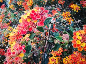 Full frame of yellow flowers