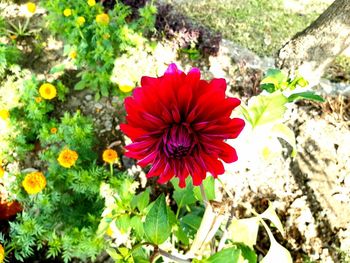 High angle view of red flowering plant on field