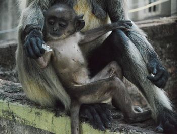 Monkeys sitting outdoors