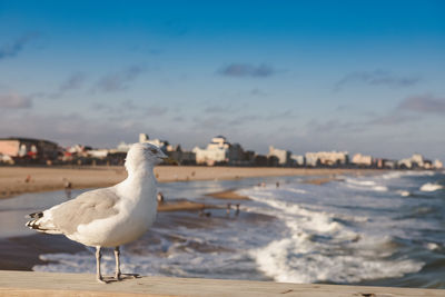 Herring gull standing on a pier at ocean city, maryland with the beach and hotels in the background