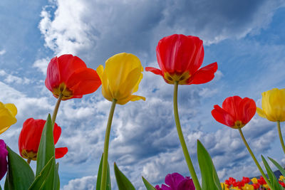 Low angle view of yellow flowering plants against sky