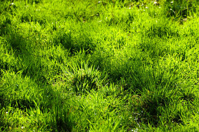 Close-up of grass on field