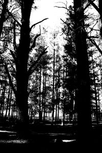 Silhouette trees in forest against sky