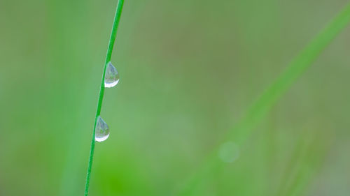 Close-up of water drops on leaf