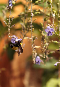 Close-up of insect on flower