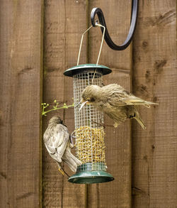 Close-up of bird feeder