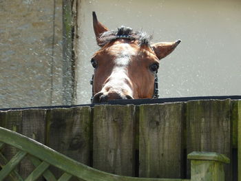 Portrait of horse in stable