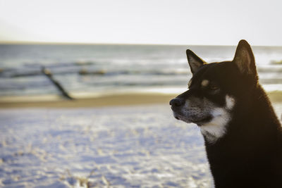 Close-up of dog at beach during winter