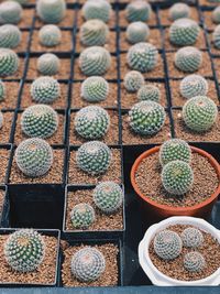 High angle view of succulent plants