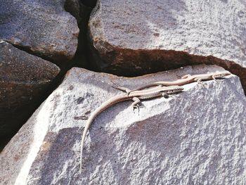 Close-up of lizard