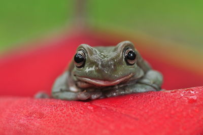 Close-up of lizard