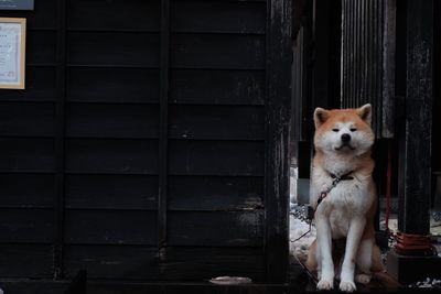 Portrait of dog sitting on door