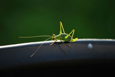 Close-up of grasshopper on plant