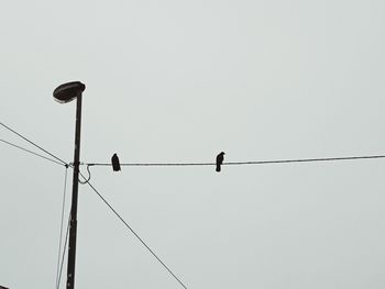 Low angle view of birds perching on cable against clear sky