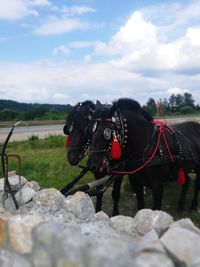 Black horse on field against sky