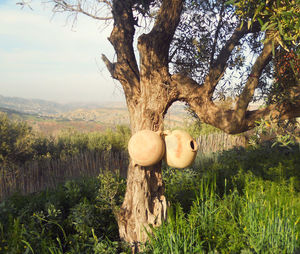 View of tree