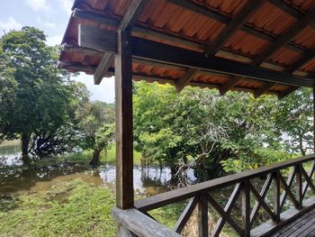 Trees by lake in forest