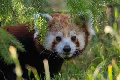 Close-up of red panda